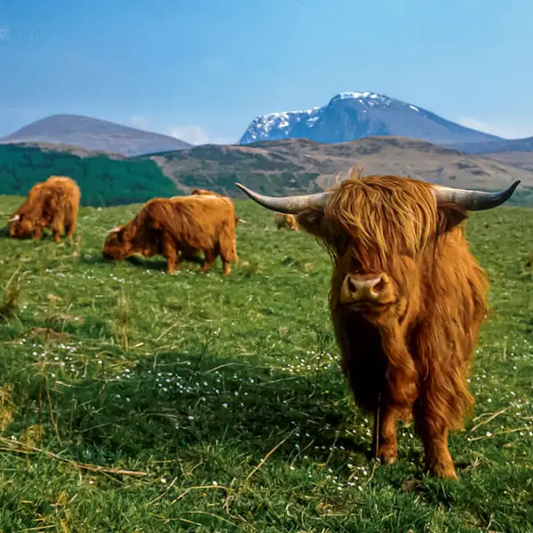 Scotland tours - image of some highland cows